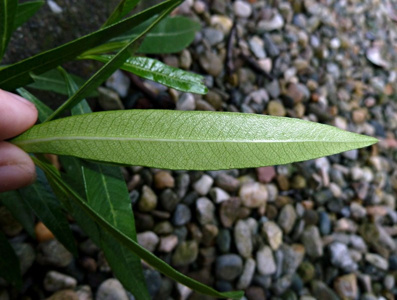 Nerium oleander